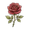 roses