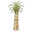 Zuckerrohr