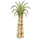 sugarcane