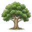 Baum