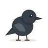Krähe