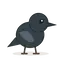 Krähe
